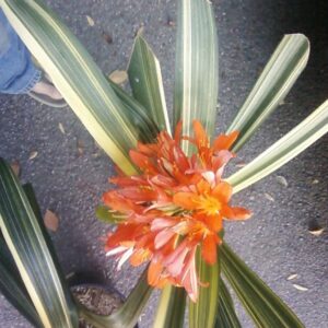 Variegated Select CLIVIA MINIATA