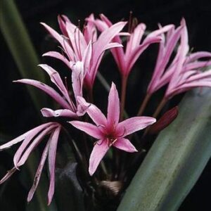 Purple Crinum Sangrea
