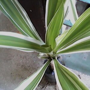 Crinum Asiaticum - Variegated