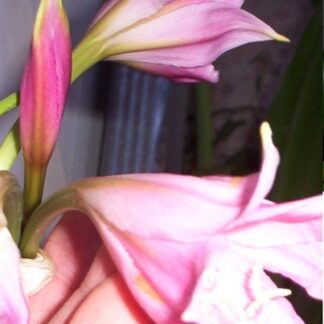 Crinum Lily Cecil Houdyshel
