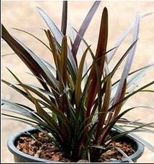 Crinum "Baby Burgundy"