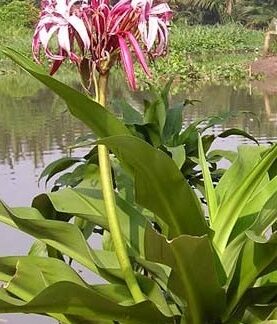 Crinum Jumbo Amabile Pink