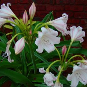 Crinum Macowanii