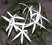 Crinum Lily~Amoenum