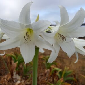 Crinum Lily~Powellii ALBA HUGE BULBS