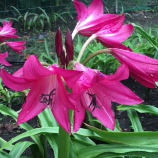 Crinum Parker's purple pink