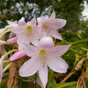 Crinum Lily~Powellii HUGE BULBS