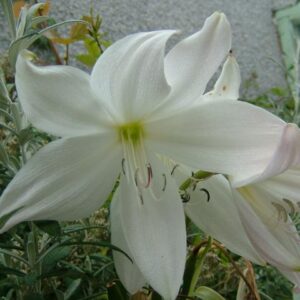 Crinum Lily Jagus Alba
