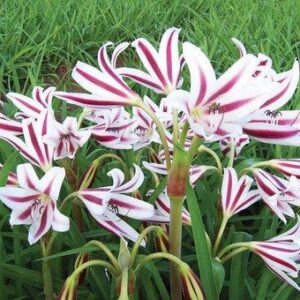 Crinum Lily~Alfa