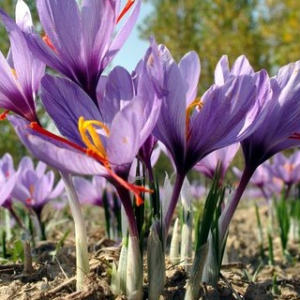 10 Crocus Sativus (SAFFRON)