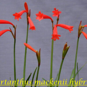 Cyrtanthus Mackenii RED