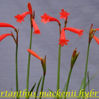 Cyrtanthus Mackenii RED