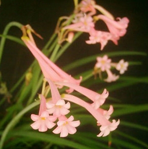 Cyrtanthus Mackenii PINK