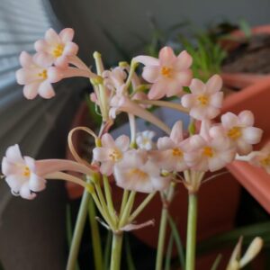 Cyrtanthus Mackenii PINK "Hobgoblin'