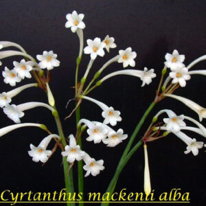 Cyrtanthus Mackenii Cream