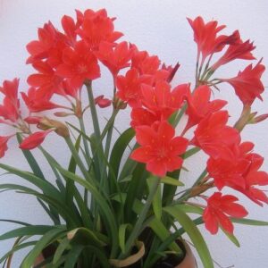 Cyrtanthus ELATUS