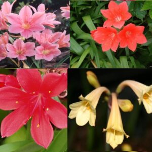 Cyrtanthus ELATUS MIX