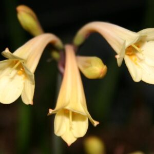 Cyrtanthus Elatus Yellow Hybrid