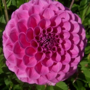 Dahlia Boy Scout