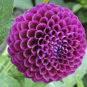 Dahlia Downham