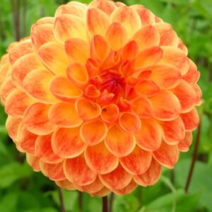 Dahlia Jowey Chantal