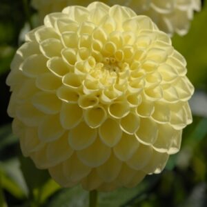 Dahlia Jowey Martina