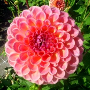 Dahlia Jowey Winnie