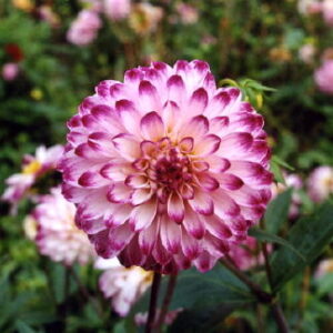 Dahlia Little Robert