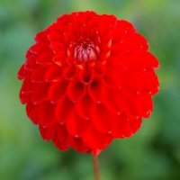 Dahlia Salsa