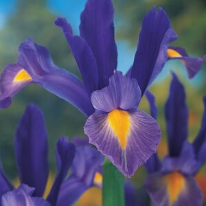 25 Dutch Iris Mickey Purper - New