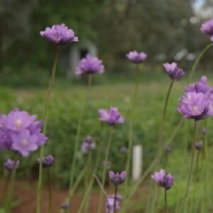 Dichelostemma Congestum