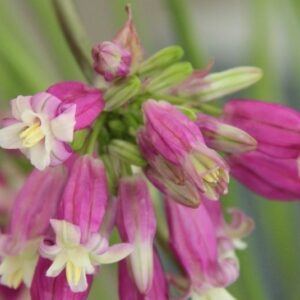 Dichelostemma Pink Diamond
