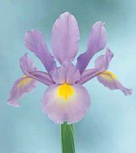 Dutch Iris Hildegarde
