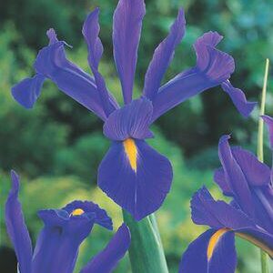 Dutch Iris Professor Blauw