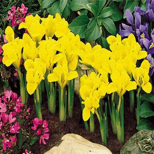 Iris Reticulata Danfordiae