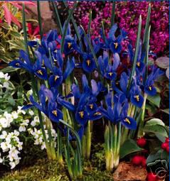 Irs Reticulata Harmony