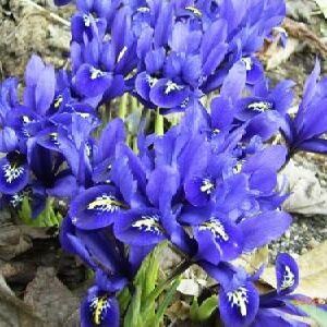Iris Reticulata Pixie
