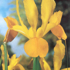 Dutch Iris Royal Yellow