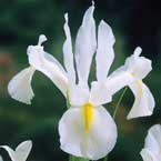 25 Dutch Iris White Excelsior