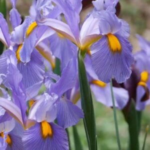 Dutch Iris Sky Rocket