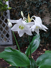 Eucharis Amazonica