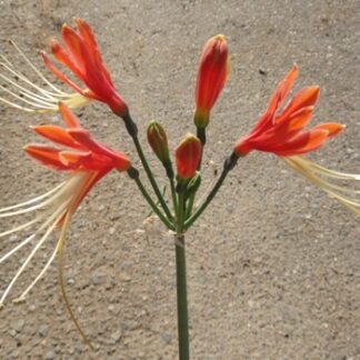 Eucrosia Bicolor