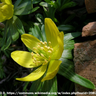 Eranthis hyemalis: Winter Aconite, Buttercup