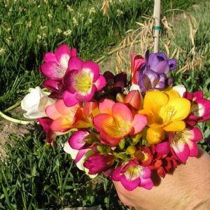 20 Mixed Single Freesia