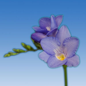 BLUE Single Freesia