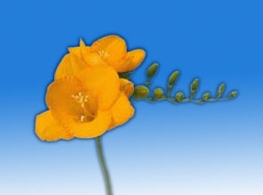 Yellow Single Freesia
