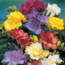 20 Double Freesia