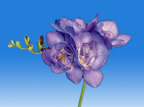 BLUE Double Freesia