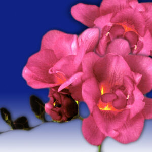 PINK Double Freesia