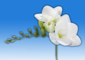 WHITE Single Freesia